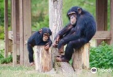 Wild World Safari Park景点图片