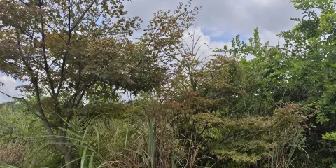 七星湖濕地公園