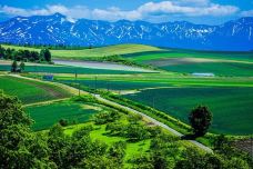 美瑛町-翱翔的大鲨鱼