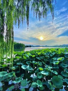 大明湖景区-济南-billyxie伟