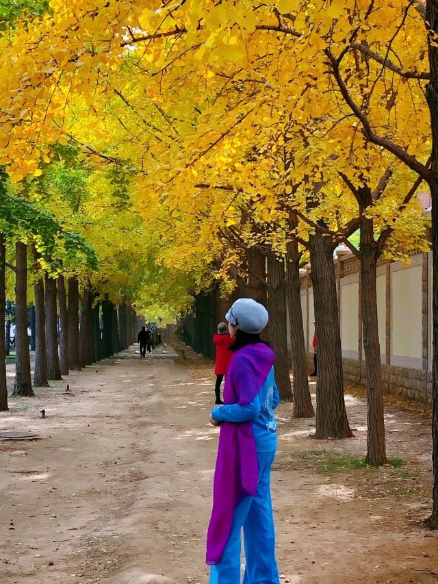玉渊潭公园钓鱼台银杏大道旅行图片 1