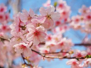 第一波樱花开了，上海市区最大赏樱胜地，一个春天看尽28种樱花