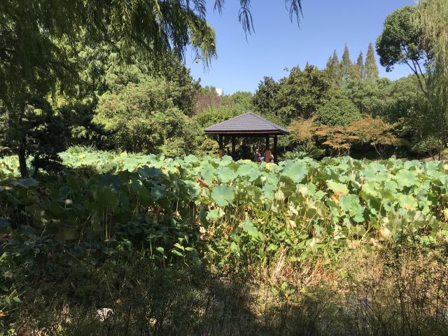 莘庄公园旅行图片 4