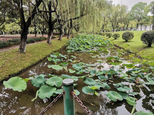 上海崇明荷花博览园旅行图片 2