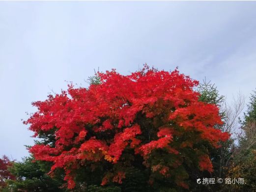 四方山枫叶谷