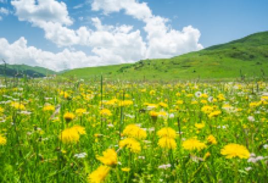 红原—若尔盖大草原景点图片