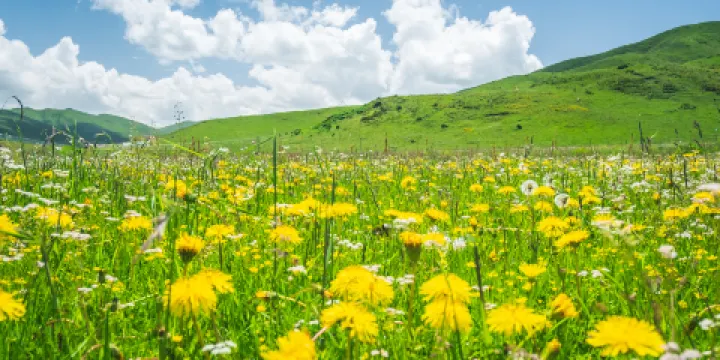 紅原—若爾蓋大草原
