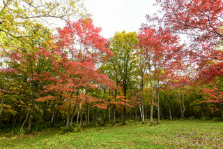 鸭绿江畔的岭上枫林已迎来最美的时节，层林尽染，错过再等一年