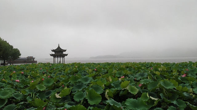 杭州西湖边的净慈寺:夏日雨中