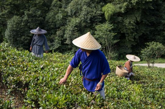 《桃花源乡村漫游》
