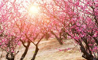 花田喜市 藏满惊喜丨踏春寻梅，共赏金沙湖“梅”景！