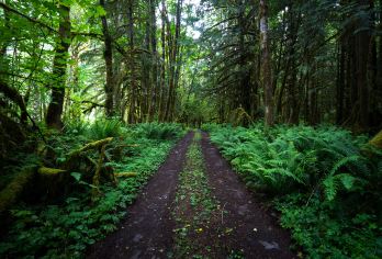 美国西雅图奥林匹克国家公园一日游【中英文导游/集合包含接送】【到访飓风崖、新月湖2大景点零距离感受世外桃源般的秀丽风光】
