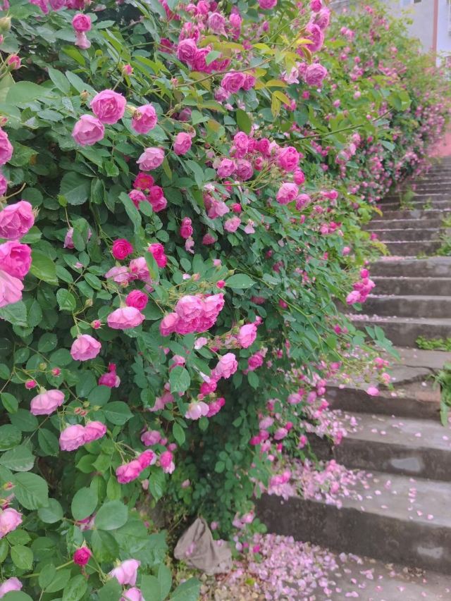 赵苑公园旅行图片 1