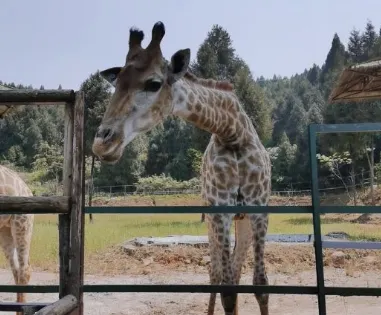 花好月圓動物園