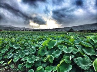 腾冲山谷拾野｜大地的馈赠