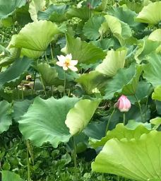 月湖风景区-武汉-冰之炙点