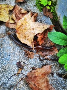 紫云格凸河风景名胜区-紫云-天之岸