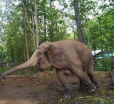 泰国大象自然保护公园-Kuet Chang-q****ky