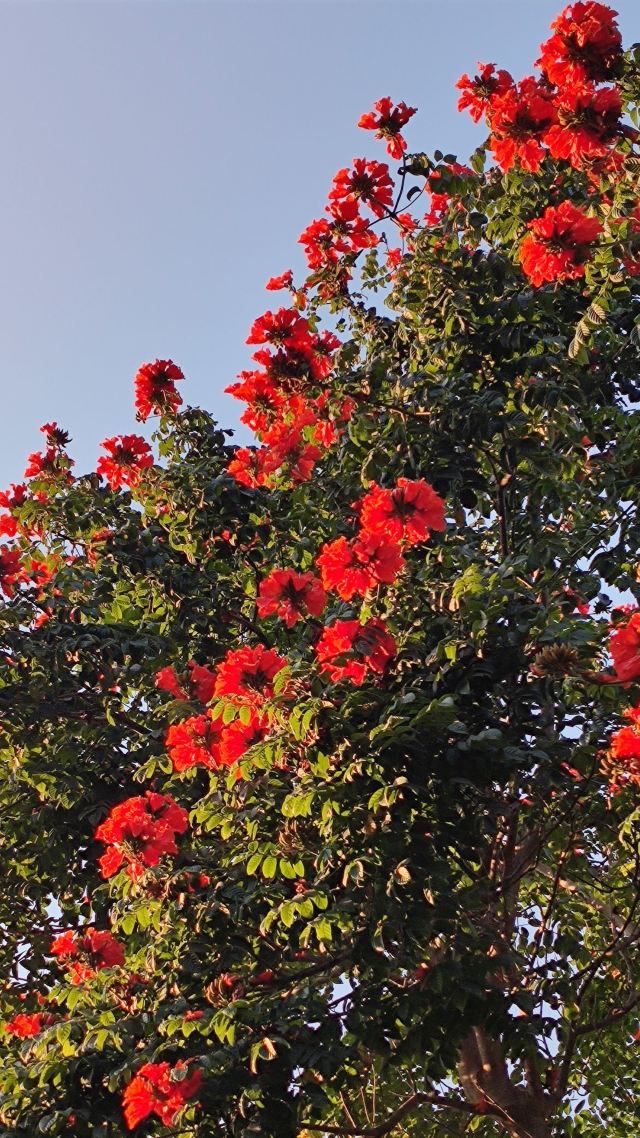 西双版纳滨江公园旅行图片 2