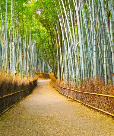 2D1N • Japan + Osaka + Kyoto