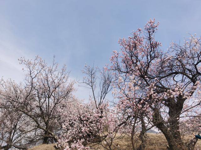 嘎拉桃花源旅行图片 3