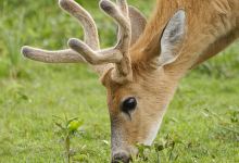 Fossil Rim 野生动物保护区景点图片