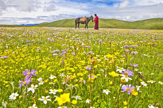 6至8月夏季去九寨若尔盖俄么塘花海毕业相约同行