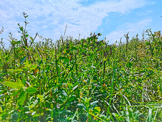 城中的草原—赛汗塔拉