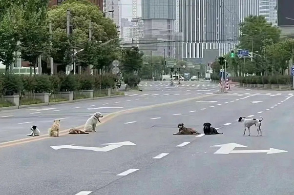 人类消失后的上海……