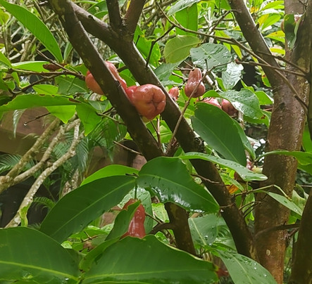 三亚香水湾阿尔卡迪亚度假酒店主图