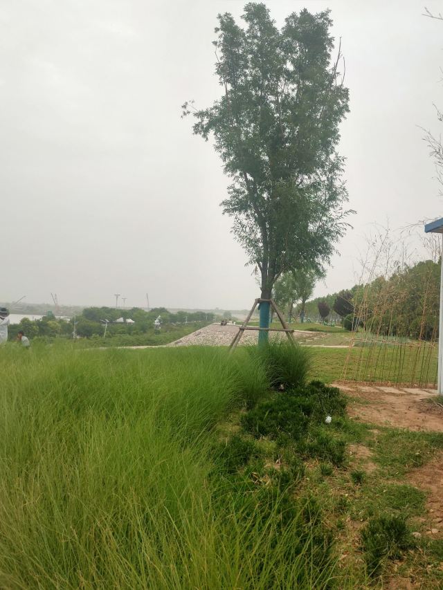 灞渭生态滩区旅行图片 11