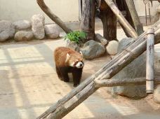 青岛动物园-青岛-孤独和安静也是自由