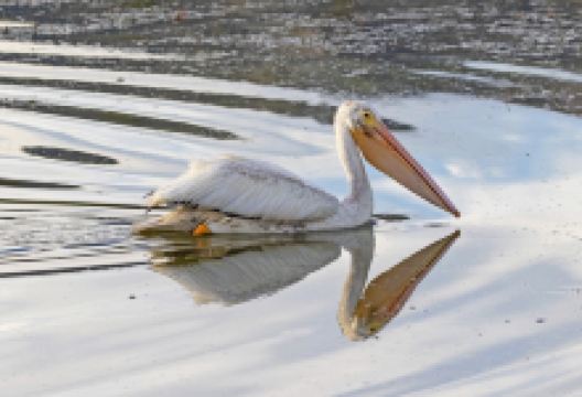 Swim Beach景点图片