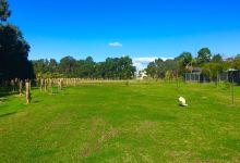 Elliot Reserve Fenced Dog Park景点图片