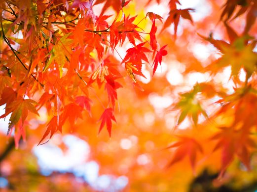 沈阳市园林植物标本公园