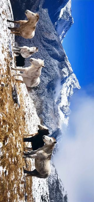 三奥雪山 | 此生必要与你见一次！趁着还免门票，去在雪山之巅邂逅吧！