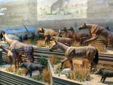 和政古生物化石文旅旅游区·古动物化石博物馆-和政