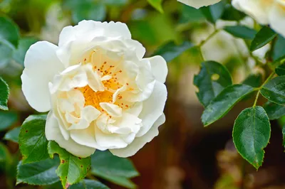 丽江花花色玫瑰庄园