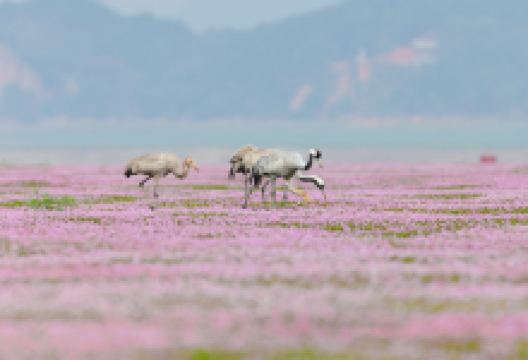 鄱阳湖花海景点图片
