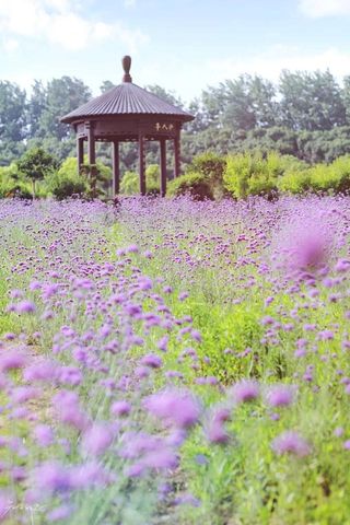 六月这里花开成海，景美人少，门票半价，还不快去