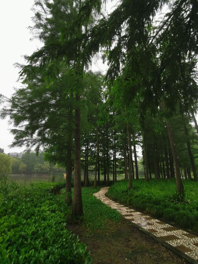 金桥公园旅行图片 10