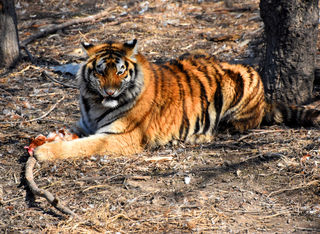 黑龙江旅游:探寻哈尔滨东北虎林园(图)