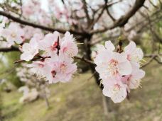 维多利亚山-惠灵顿-Lavender and Sun