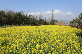 登山踏青之旅~绵阳-九皇山-剑门关-龙头山-江塝茗园-骆家坝