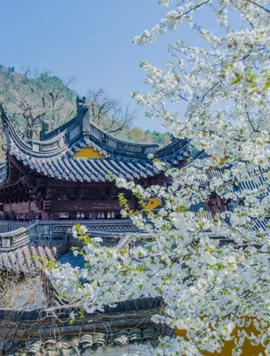 宁波赏樱攻略,提前锁定这三个赏樱好地方,一起去看宁波最美樱花