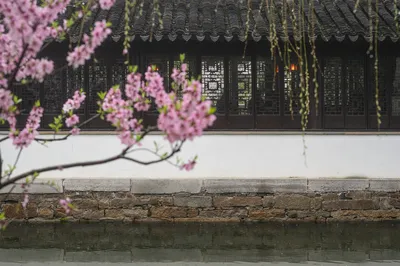 苏州赏桃花