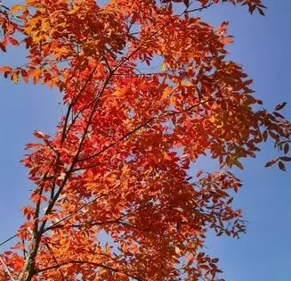 吉林市聖泉紅葉谷
