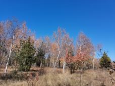 敕勒川草原-呼和浩特-午后的猫999