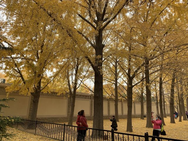 玉渊潭公园钓鱼台银杏大道旅行图片 4