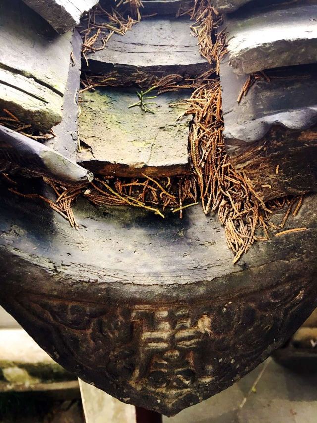 大悲禅院旅行图片 2